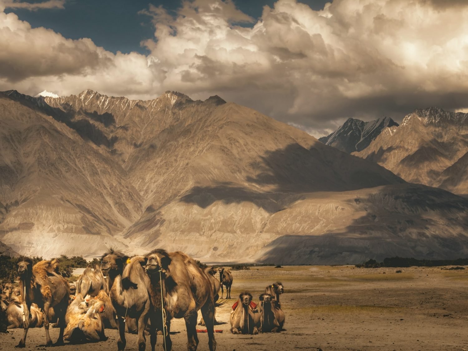 Nubra Valley of Leh Ladakh | 5 Best Places To See