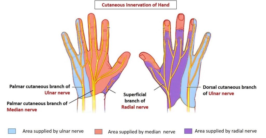 How To Avoid Numbness in Hands While Riding | Things You Should Know